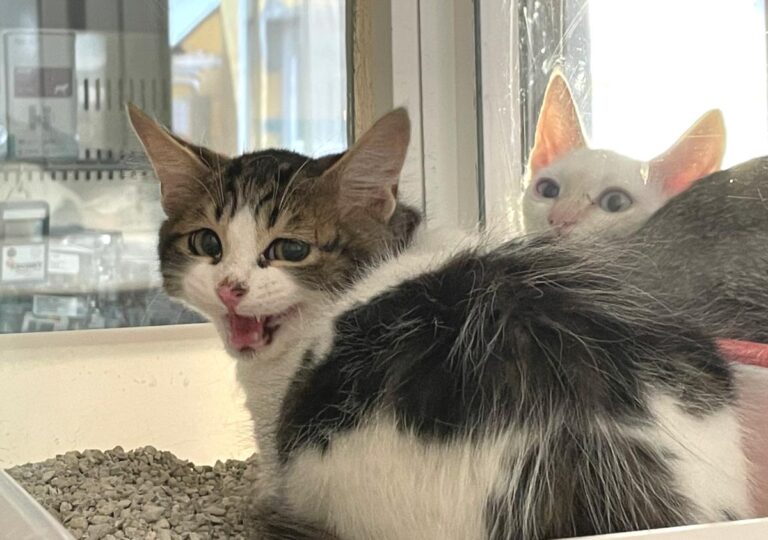 multimedia-foto74024-775-1