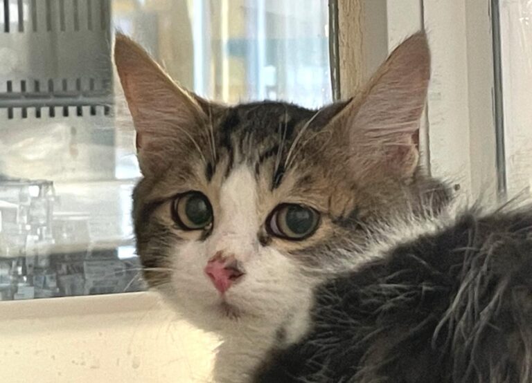 multimedia-foto74025-775-1