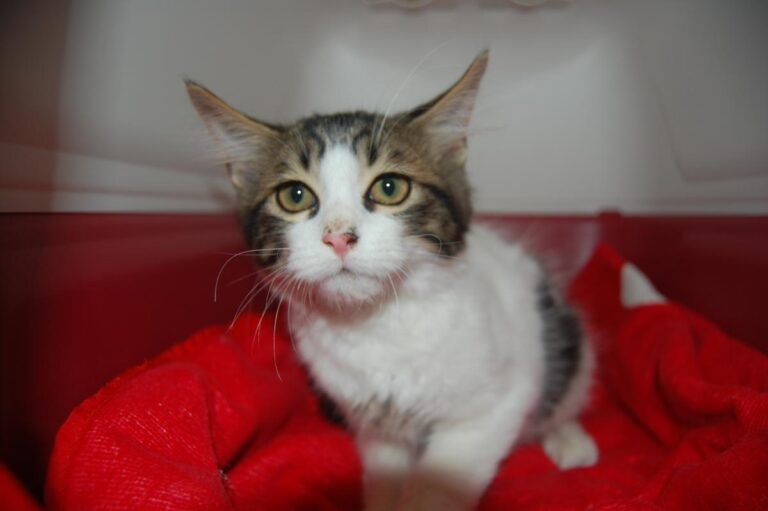 multimedia-foto74026-775-1