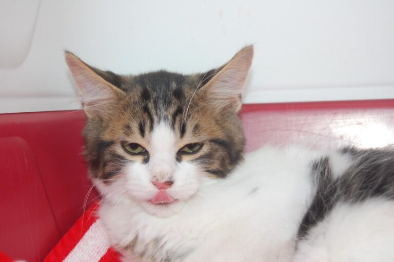 multimedia-foto74027-775-1