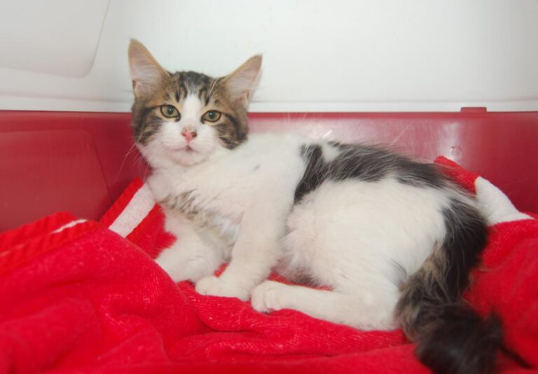 multimedia-foto74028-775-1