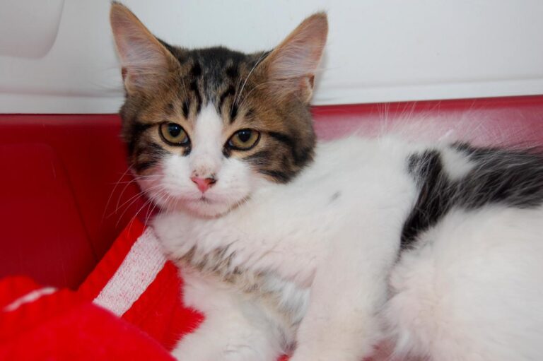 multimedia-foto74030-776-1