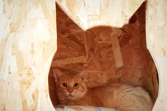 multimedia-foto74044-176-1