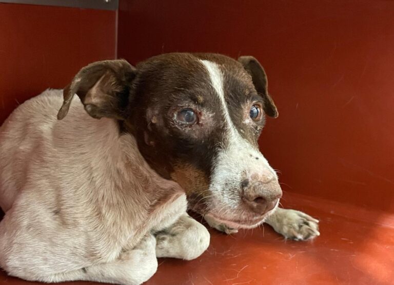 multimedia-foto74074-388-1