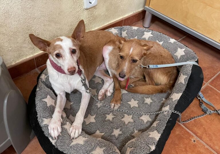 multimedia-foto74112-376-1