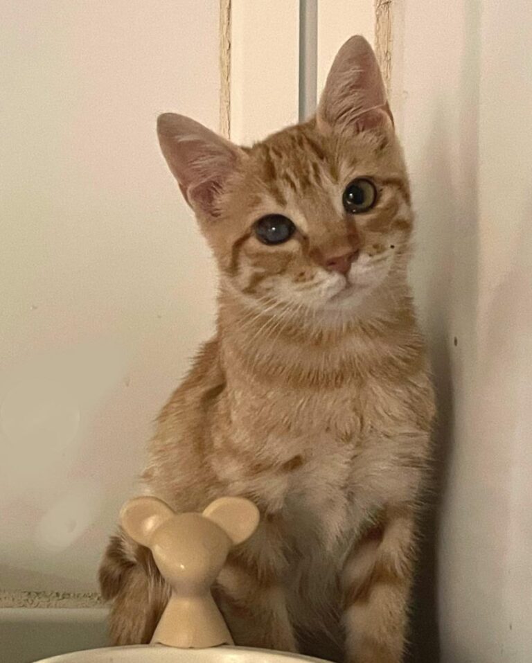 multimedia-foto74116-133-1