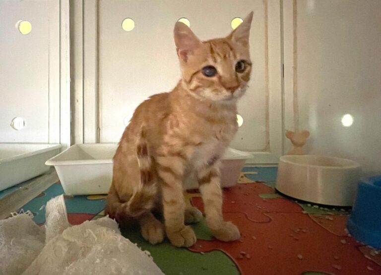 multimedia-foto74117-133-1