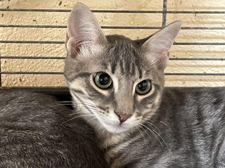 multimedia-foto74120-985-1