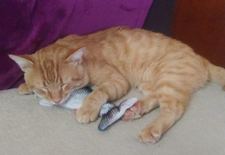 multimedia-foto74140-422-1