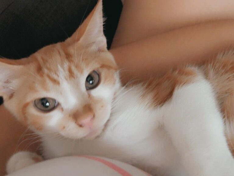 multimedia-foto74141-422-1