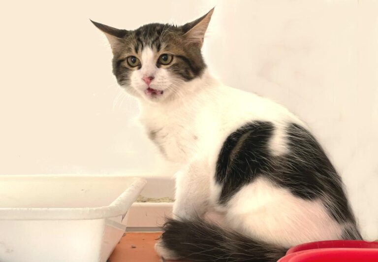 multimedia-foto74146-635-1