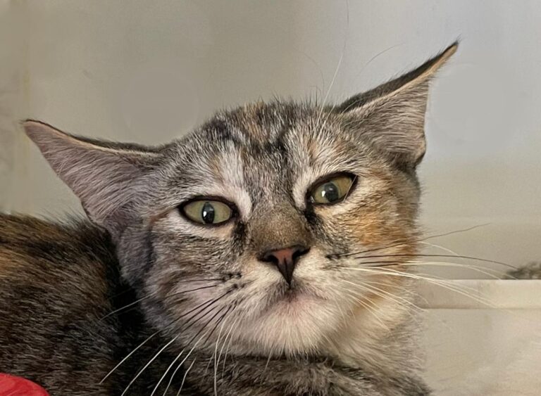 multimedia-foto74161-174-1