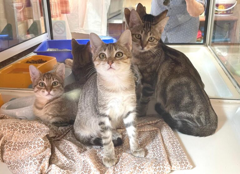 multimedia-foto74168-222-1