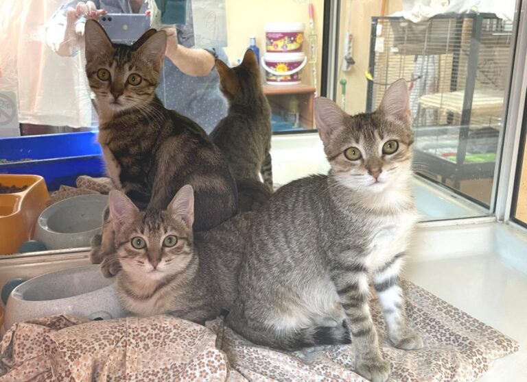 multimedia-foto74169-222-1