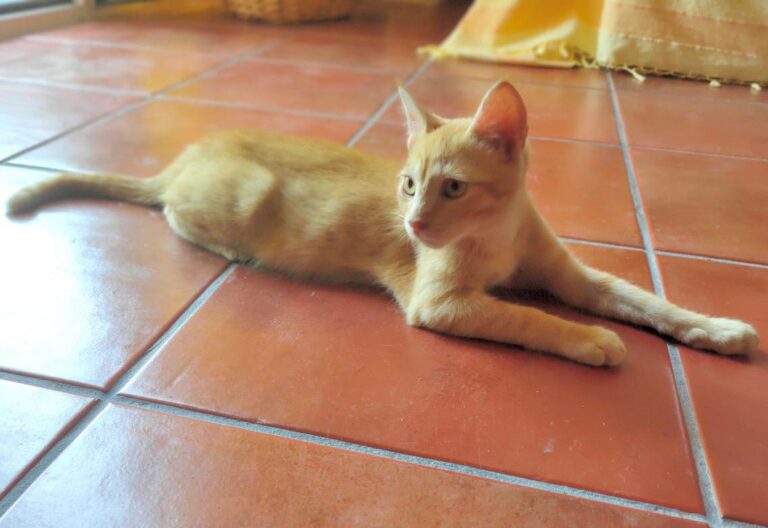 multimedia-foto74180-846-1