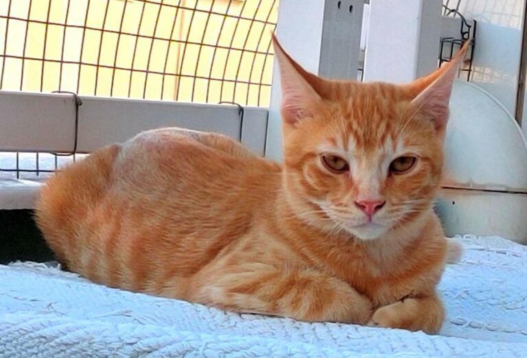 multimedia-foto74181-846-1