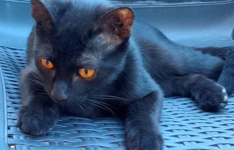 multimedia-foto74183-917-1