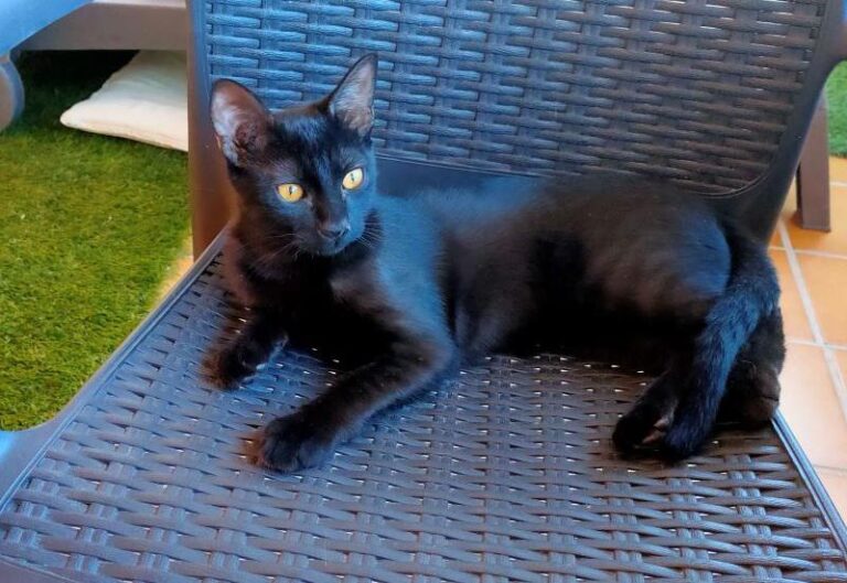 multimedia-foto74184-918-1