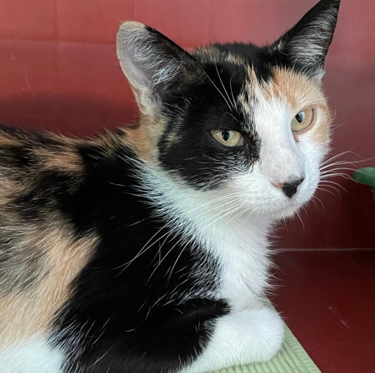 multimedia-foto74215-659-1