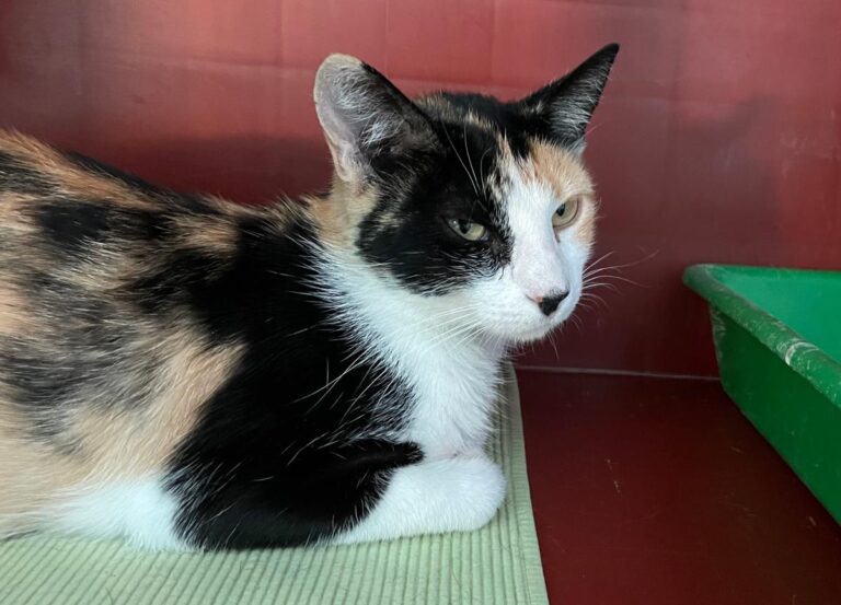 multimedia-foto74217-659-1