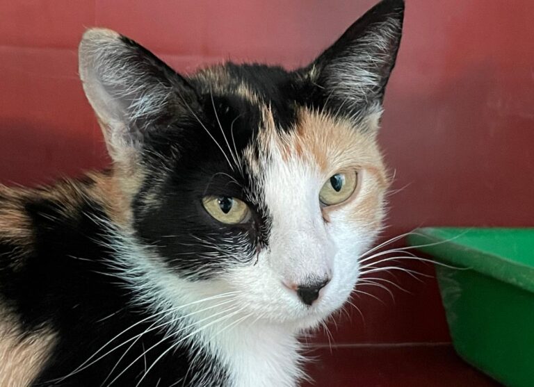 multimedia-foto74219-660-1