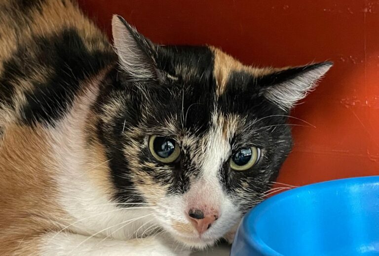 multimedia-foto74260-793-1