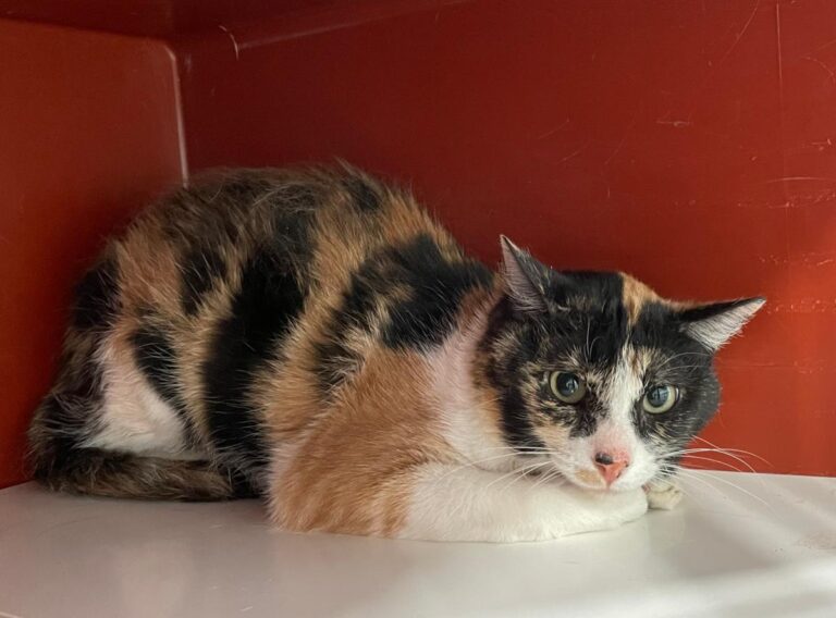 multimedia-foto74261-793-1