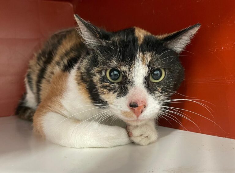 multimedia-foto74262-794-1