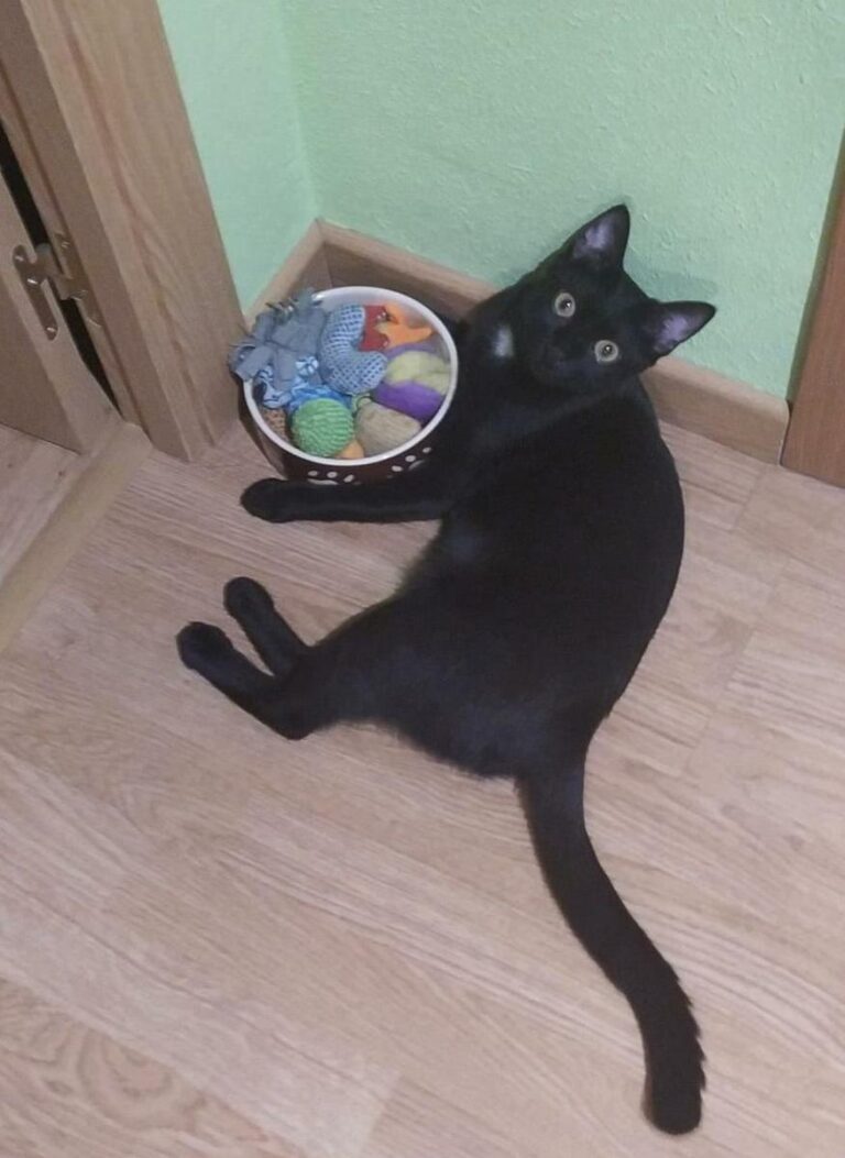 multimedia-foto74266-242-1