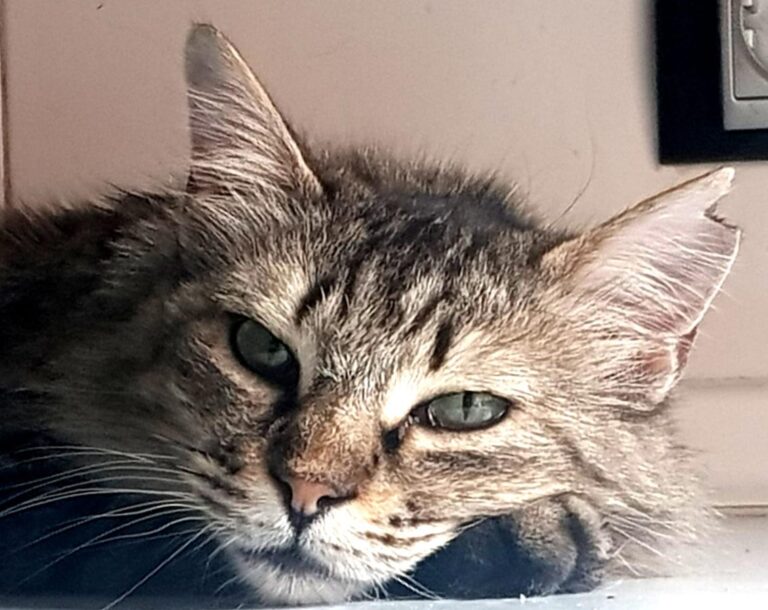 multimedia-foto74271-501-1