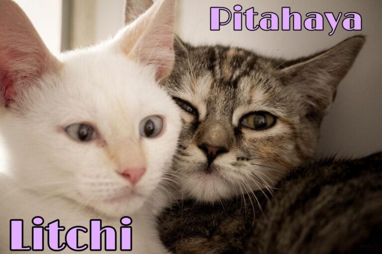 multimedia-foto74285-632-1