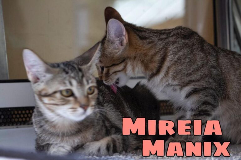 multimedia-foto74288-690-1