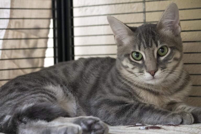 multimedia-foto74320-568-1