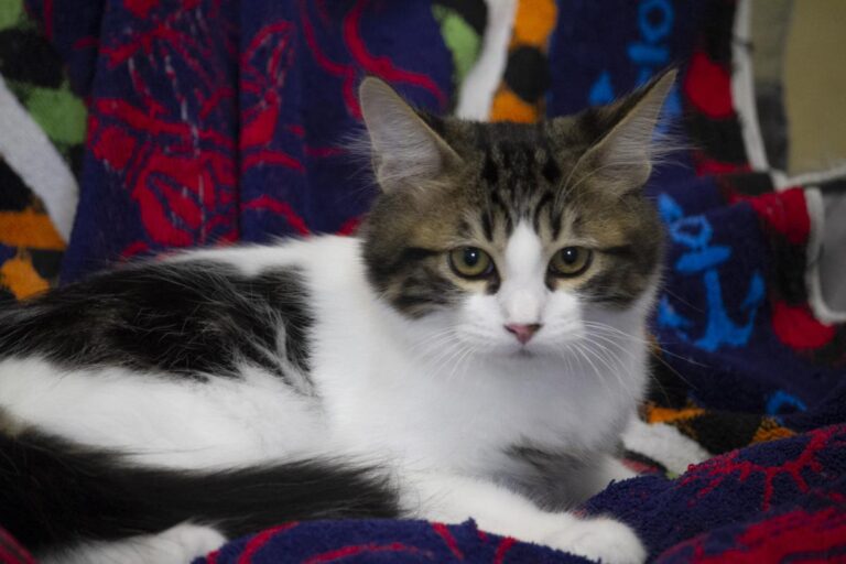 multimedia-foto74343-173-1