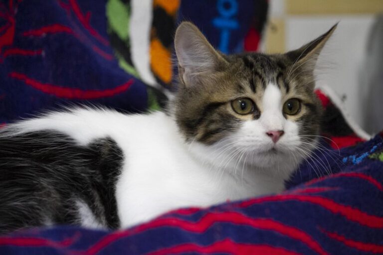 multimedia-foto74344-173-1