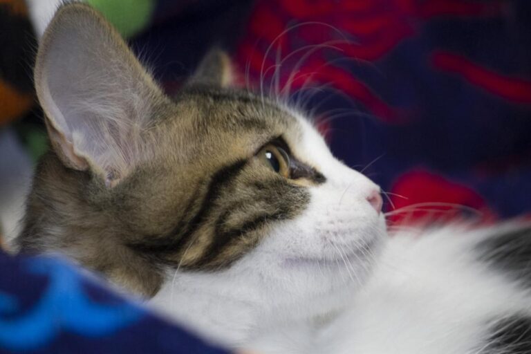 multimedia-foto74345-173-1