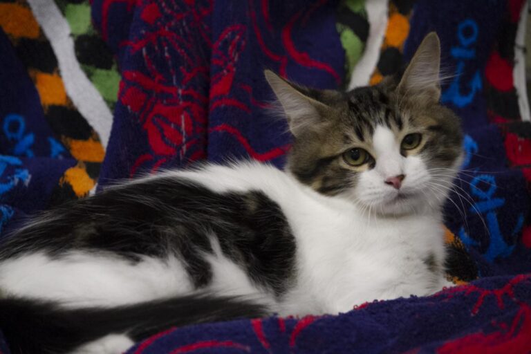 multimedia-foto74346-173-1