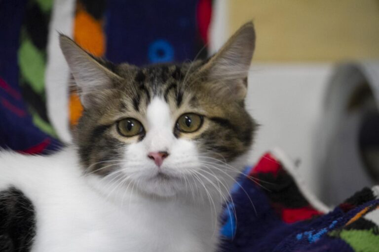 multimedia-foto74347-173-1