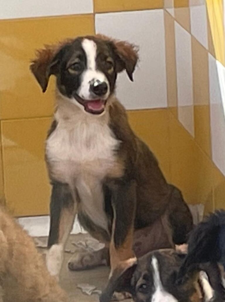 multimedia-foto74378-953-1