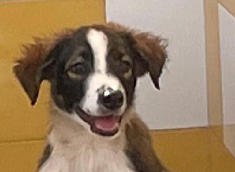 multimedia-foto74379-953-1