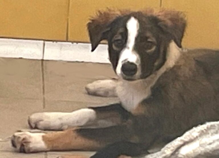 multimedia-foto74380-953-1