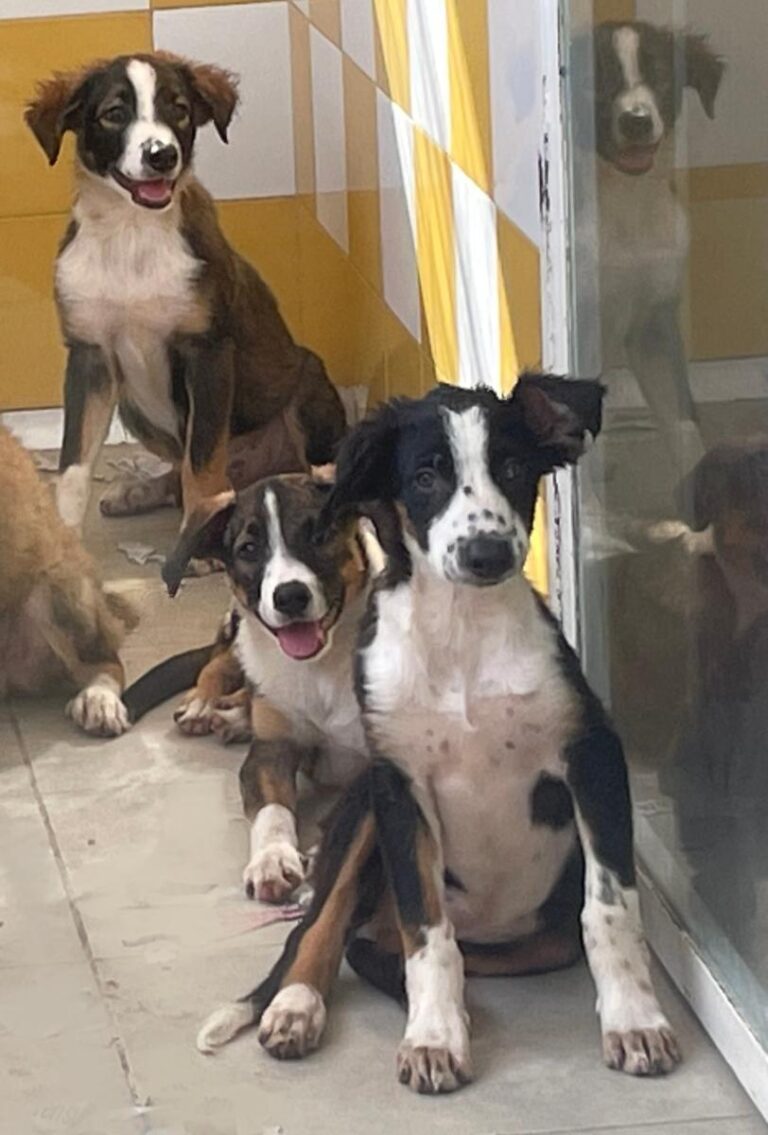 multimedia-foto74381-953-1