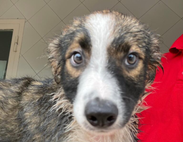 multimedia-foto74383-953-1