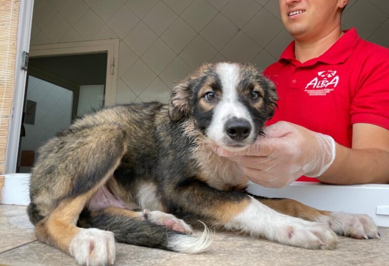 multimedia-foto74384-954-1