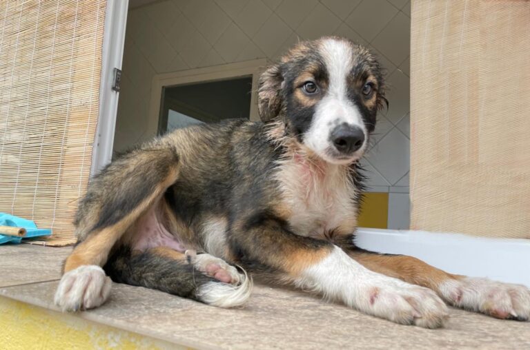 multimedia-foto74385-954-1