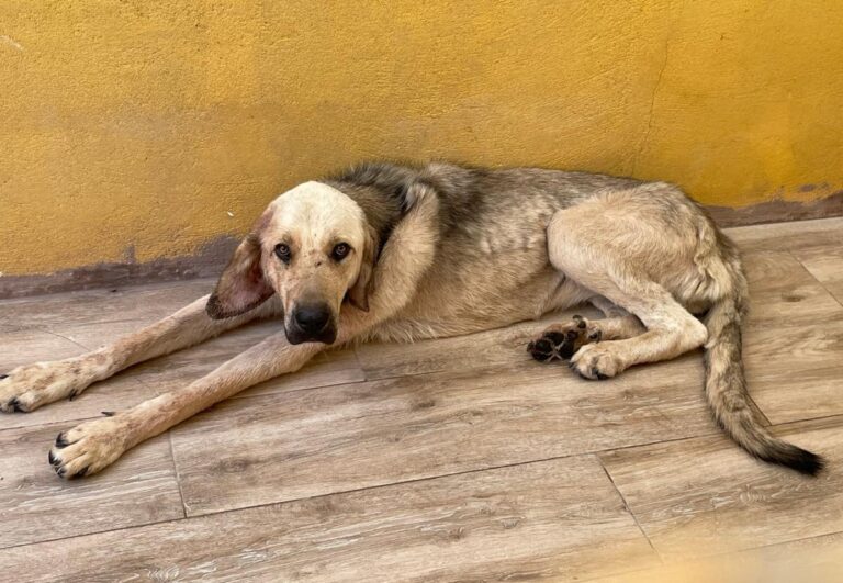 multimedia-foto74415-80-1