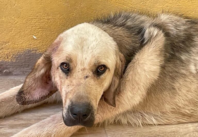 multimedia-foto74417-80-1