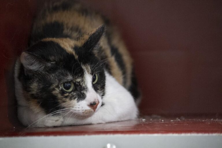 multimedia-foto74438-352-1