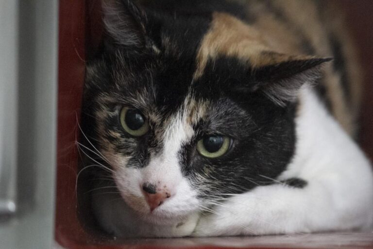 multimedia-foto74439-352-1