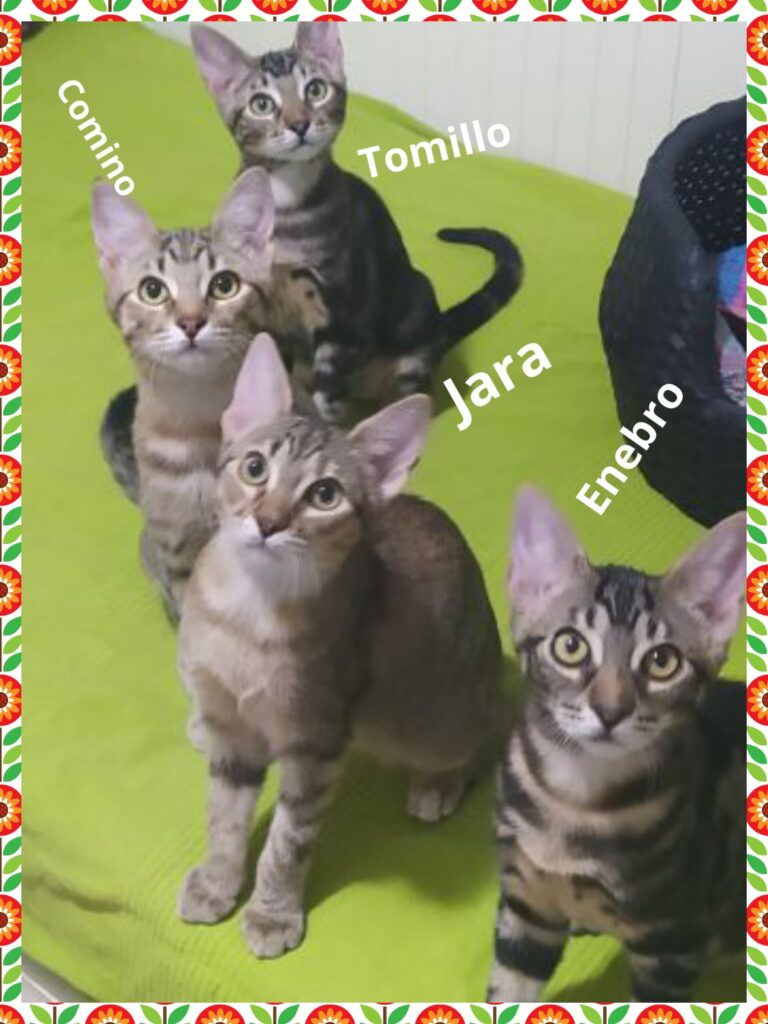 multimedia-foto74475-473-1